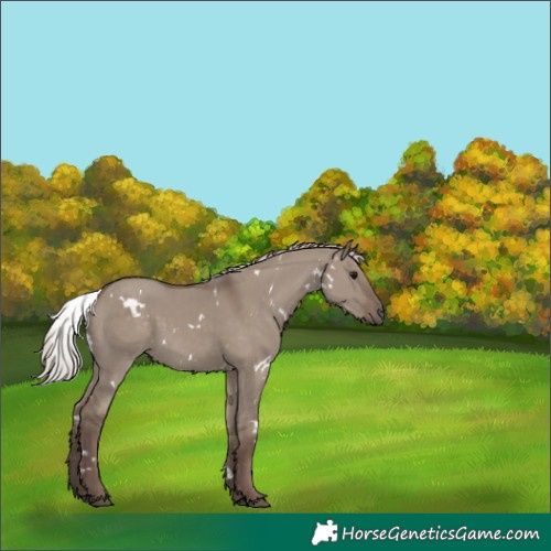 Horse Color:White Spotted Silver Grullo