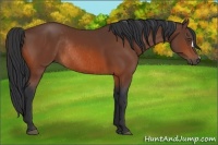 Horse Color:Bay Rabicano 