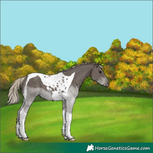Horse Color:Silver Smoky Black Tobiano 