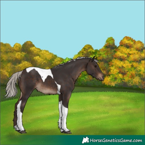 Horse Color:Silver Brown Tobiano 