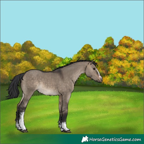 Horse Color:White Spotted Brown Dun 