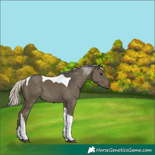 Horse Color:Silver Smoky Grullo Tobiano 
