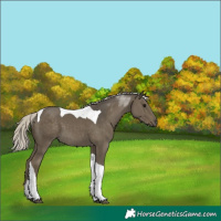 Horse Color:Silver Smoky Grullo Tobiano 