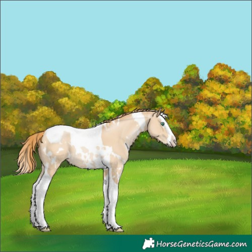 Horse Color:White Spotted Smoky Black Pearl Splash Tobiano 