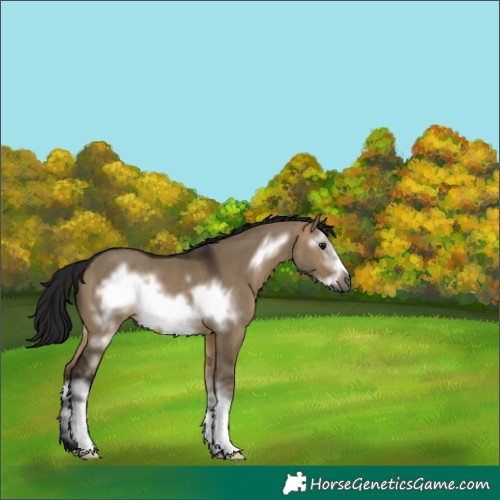 Horse Color:Gray White Spotted Bay Dun Frame 