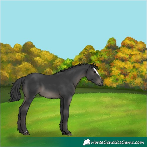 Horse Color:Black Sabino 