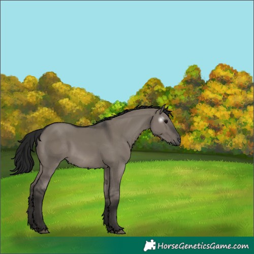 Horse Color:Gray Grullo Rabicano 