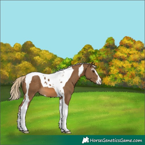 Horse Color:Chocolate Palomino Sabino Tobiano 