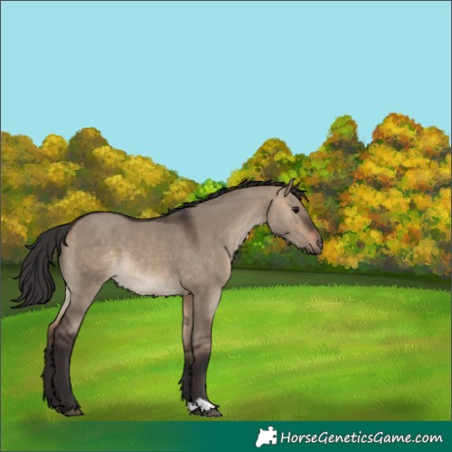 Horse Color:Brown Dun 