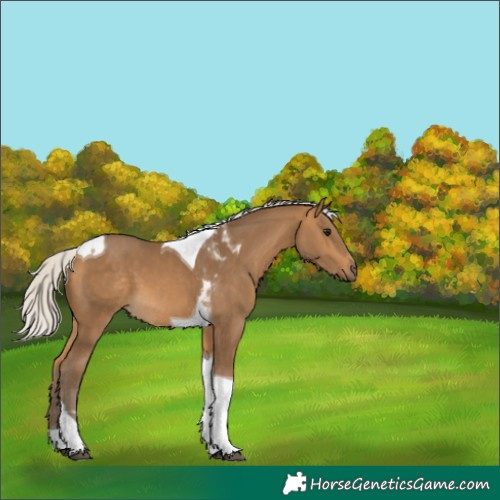 Horse Color:Silver Buckskin Tobiano 