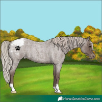 Horse Color:Silver Blue Roan Appaloosa 
