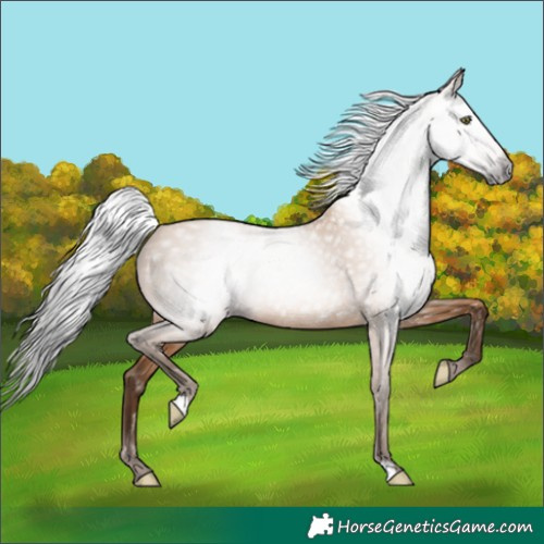 Horse Color:Gray Amber Champagne 