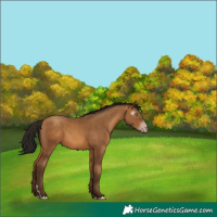Horse Color:Gray Amber Champagne 