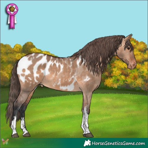 Horse Color:Bay Dun Sabino Tobiano Appaloosa 