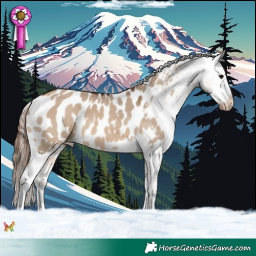 Horse Color:Bay Dun Sabino Tobiano Appaloosa 