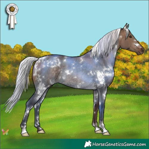 Horse Color:White Spotted Silver Bay Dun Rabicano 