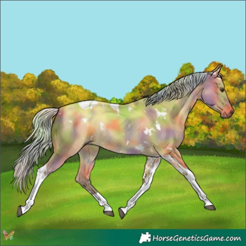 Horse Color:Nacre White Spotted Silver Bay Dun Tobiano Rabicano 