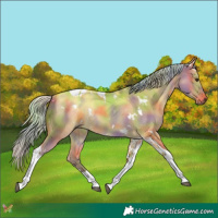 Horse Color:Nacre White Spotted Silver Bay Dun Tobiano Rabicano 
