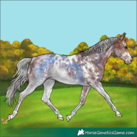 Horse Color:White Spotted Silver Bay Sabino Rabicano 