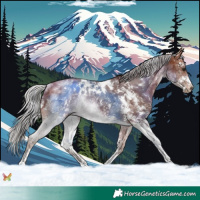 Horse Color:White Spotted Silver Bay Sabino Rabicano 