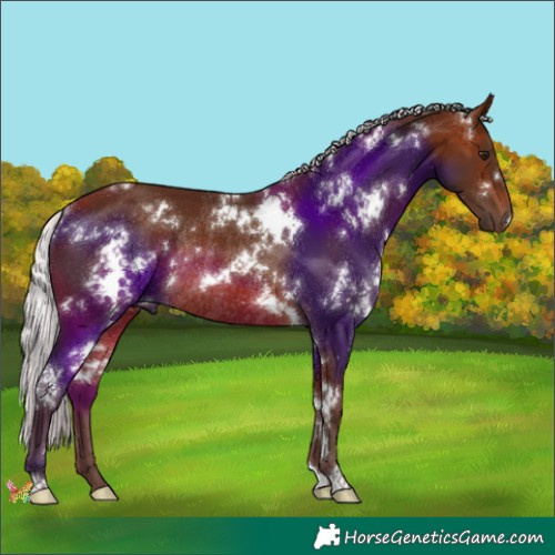 Horse Color:White Spotted Silver Brown Rabicano 