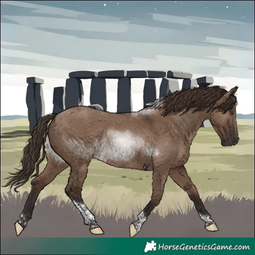 Horse Color:Liver Red Dun Tobiano 