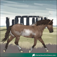 Horse Color:Liver Red Dun Tobiano 