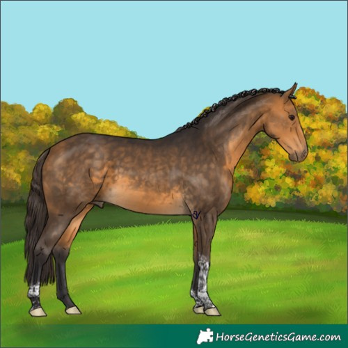 Horse Color:Buckskin Tobiano 