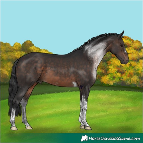 Horse Color:Brown Tobiano 