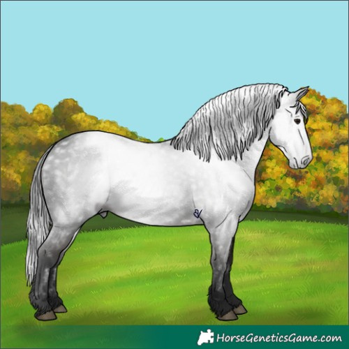 Horse Color:Gray Void Brown Roan Rabicano 