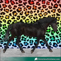 Horse Color:Void Brown Roan Rabicano 