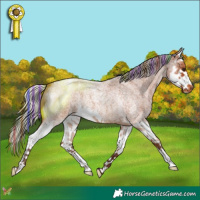 Horse Color:Painted Silver Bay Roan Splash Appaloosa 