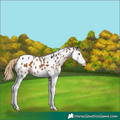 Horse Color:White Spotted Chocolate Palomino Near Leopard 