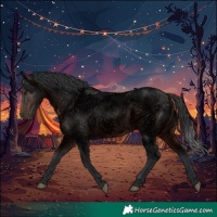 Horse Color:Void Brown Roan Rabicano 