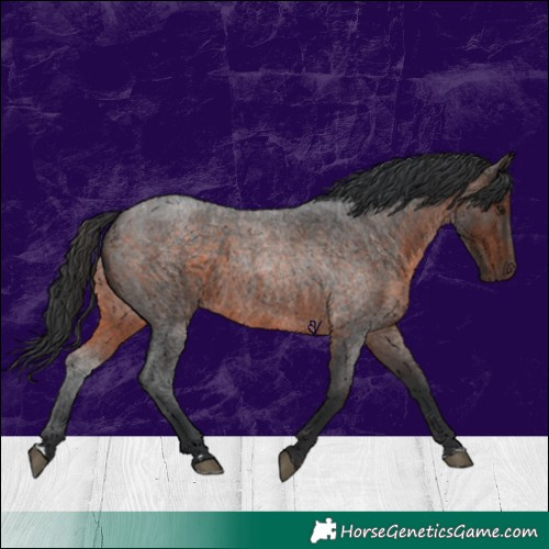 Horse Color:Brown Roan Rabicano 