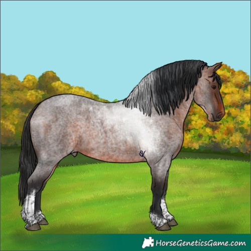 Horse Color:Brown Roan Tobiano Rabicano 