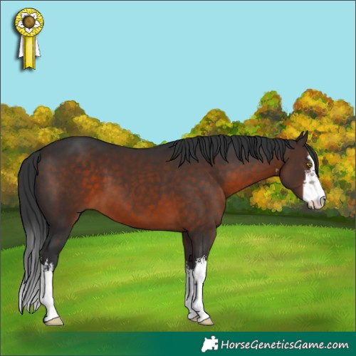 Horse Color:White Spotted Brown 