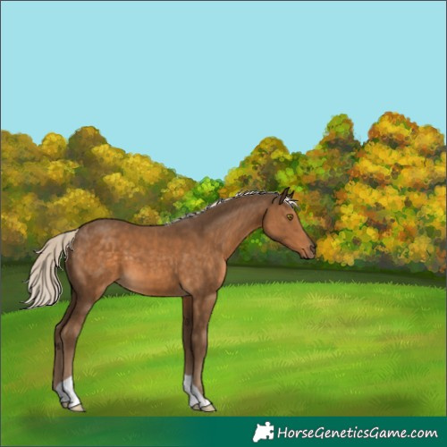Horse Color:Chocolate Palomino 
