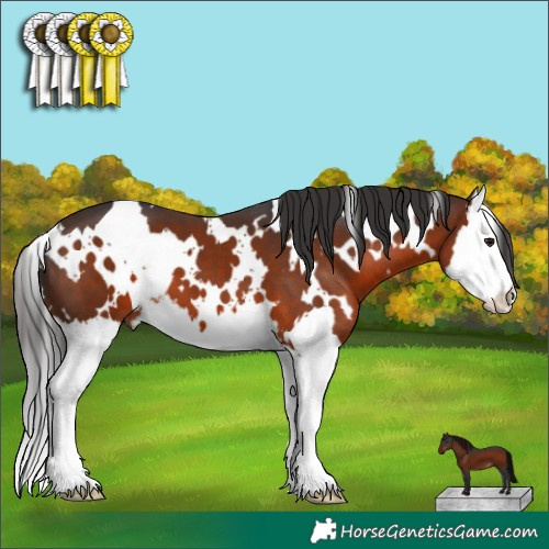 Horse Color:White Spotted Brown Splash 