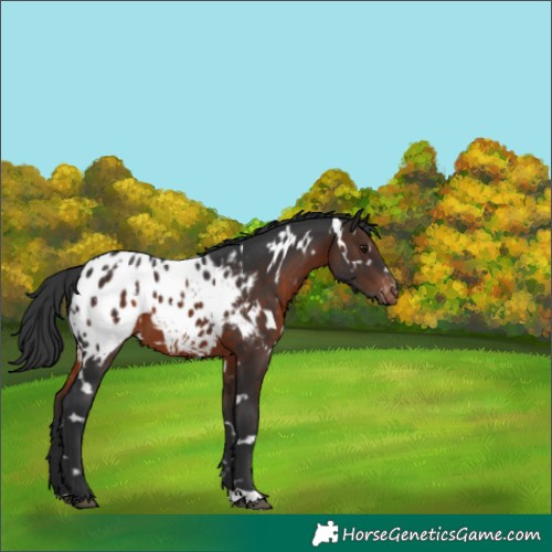 Horse Color:White Spotted Brown Appaloosa 