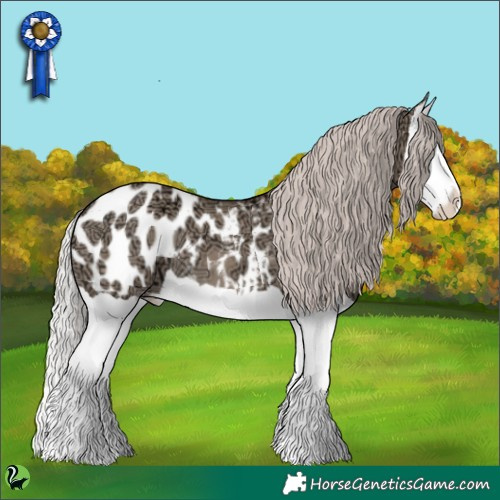 Horse Color:Silver Grullo Ice Splash Appaloosa 