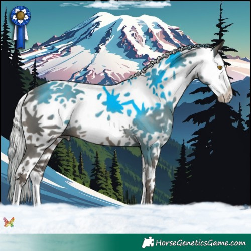 Horse Color:Silver Black Splash 