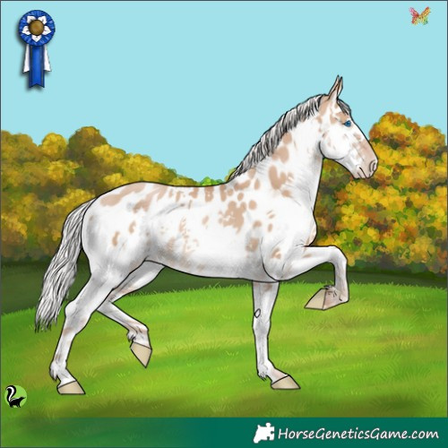Horse Color:Silver Grullo Pearl Splash Appaloosa 