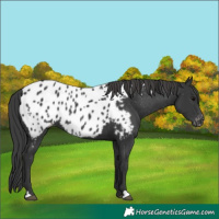 Horse Color:Black Appaloosa Rabicano
