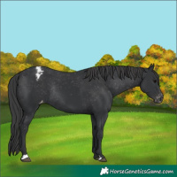Horse Color:Black Appaloosa Rabicano 