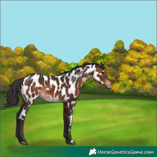 Horse Color:Bay Sabino Near Leopard Rabicano 
