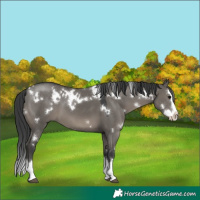 Horse Color:White Spotted Grullo Splash 