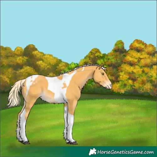 Horse Color:Palomino Tobiano Appaloosa 