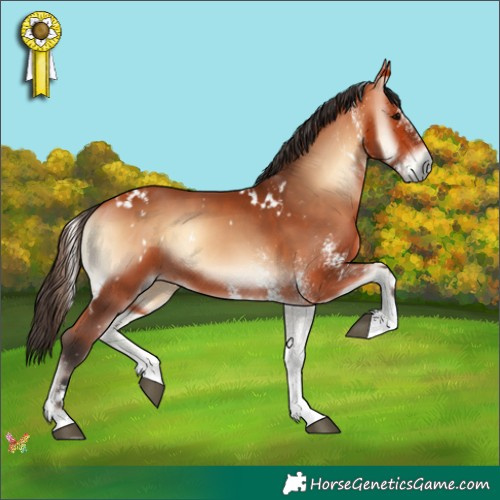 Horse Color:White Spotted Bay Onyx 