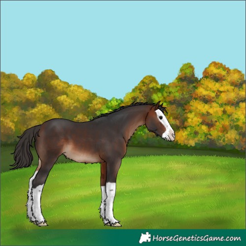 Horse Color:Bay Splash 